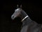 Black akhal-teke horse in traditional finery isolated on black background