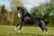 Black akhal-teke young stallion run gallop