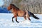 Black akhal-teke young stallion run gallop