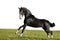 Black akhal-teke young stallion run gallop isolated on white