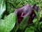 black alcatraz flower in a botanical garden in spring season