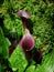 black alcatraz flower in a botanical garden in spring season