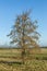 Black alder tree, Alnus glutinosa, with tall male catkins