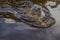 Black alligator swimming in a lake in the jungle of the Ecuadorian Amazon