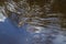 Black alligator swimming in a lake in the jungle of the Ecuadorian Amazon