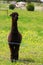 Black alpaca