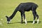 Black alpaca grazing