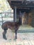 Black alpaca profile.  Gentle, considerate and smart representative of his kind