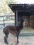 Black alpaca profile.  Gentle, considerate and smart representative of his kind