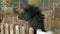 A black alpaca standing in an aviary on a farm sticking its head out of the fence looks on the sides