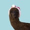 Black alpaca wearing Santa Clouse hat. Funny Christmas card