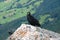 Black Alpine Bird