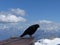 Black Alpine chough perched on a metal surface on a mountainous landscape background