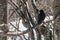 Black alpine chough (Pyrrhocorax graculus) is a bird in the crow family