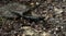 Black Alpine salamander