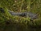 Black american alligator resting and sunbathing at grassy riverbank in Florida waiting for prey
