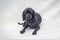 A black American Cocker Spaniel dog is lying, wearing blue beads, selective focus