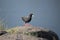 Black American coot bird perched on a huge rock with a blurred background