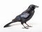 A black american crow on a white