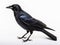 A black american crow on a white