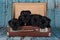 Black American Staffordshire Terrier dogs or AmStaff puppies in a retro suitcase on blue background