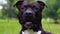 Black american staffordshire terrier in the field. Smiling amstaff looking at the camera. Young pit bull white and black color sit