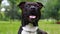 Black american staffordshire terrier in the field. Smiling amstaff looking at the camera. Young pit bull white and black color sit