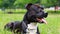 Black American staffordshire terrier lies in a field close-up. the dog is watching. Young pit bull white and black color sitting o