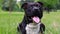 Black american staffordshire terrier lies in a field close-up. The dog is watching. Young pit bull white and black color sitting o