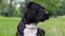 Black american staffordshire terrier lies in a field close-up. The dog is watching. Young pit bull white and black color sitting o