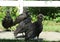 Black american vultures on the grass