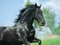 Black andalusian horse portrait closeup in motion