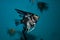 Black Angelfish pterophyllum scalare in aquarium