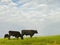 Black Angus Beef Cattle