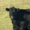 Black Angus Beef Cow - one animal grazing in pasture