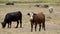 Black Angus and brown steers in paddock.