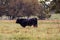 Black Angus bull in autumn pasture