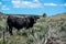 Black angus bull cow in green sagebrush rolling hills