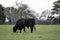 Black Angus bull grazing in ryegrass