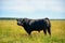 A black angus bull stands on a green grassy field.