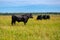 A black angus bull stands on a green grassy field.