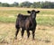 Black Angus calf