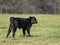 Black Angus Calf