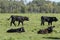 Black Angus Calves