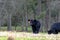 Black Angus calves with bare trees in background