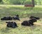 Black angus calves in meadow or pasture