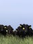 Black Angus cattle behind electric fence - vertical