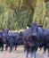 Black Angus cattle in field