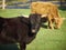 Black Angus Cattle with golden Aberdeen Angus caste behind.