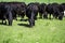 Black Angus cattle grazing lush grass with negative space